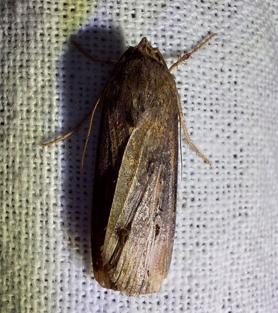 Agrotis ipsilon - nagy földibagoly