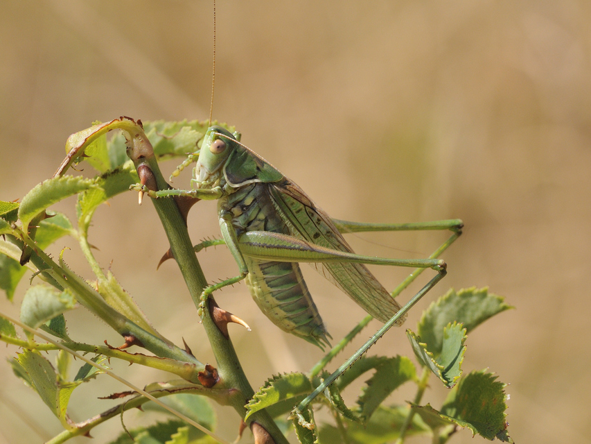 Gampsocleis glabra - tőrös szöcske