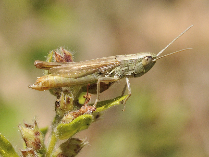 Euchorthippus declivus - rövidszárnyú rétisáska