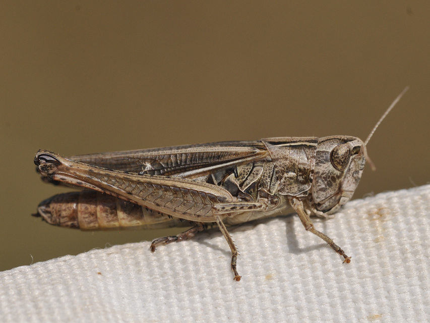 Stenobothrus lineatus - jajgató rétisáska