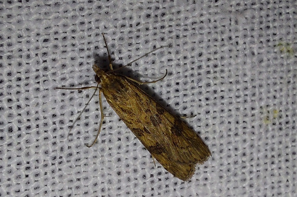Nomophila noctuella - közönséges vándormoly