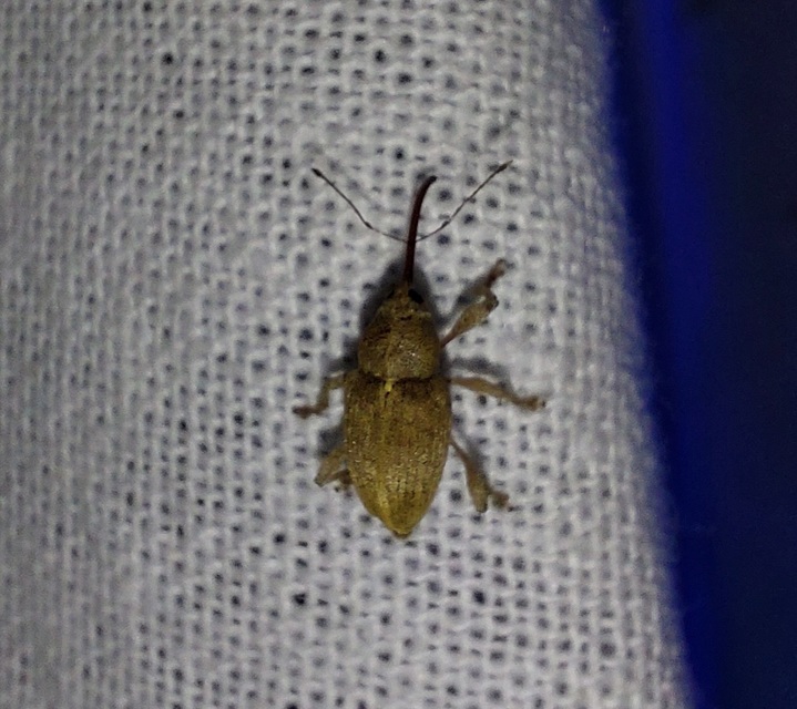 Curculio propinquus - halvány zsuzsóka