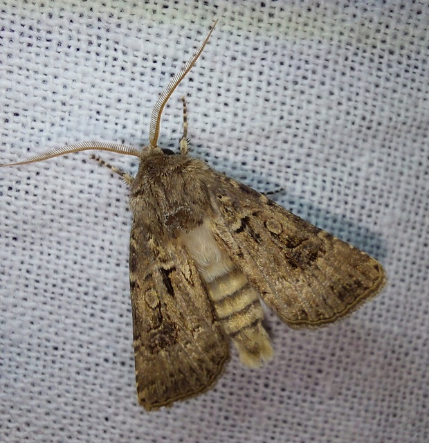 Agrotis bigramma - kétjegyű földibagoly