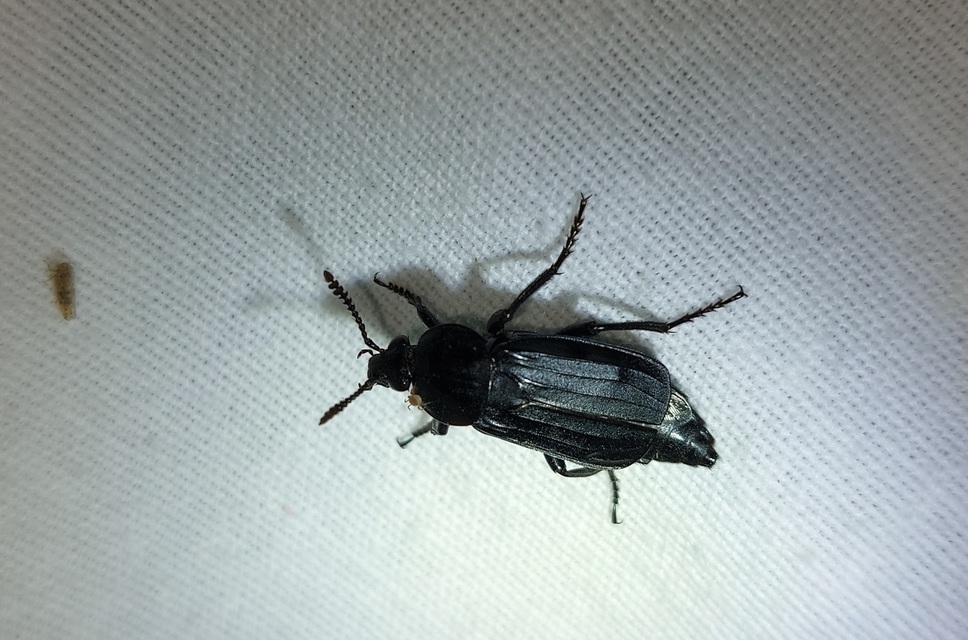 Necrodes littoralis - nagy dögbogár