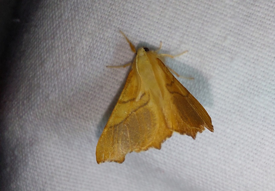 Ennomos fuscantaria - kőris-levélaraszoló