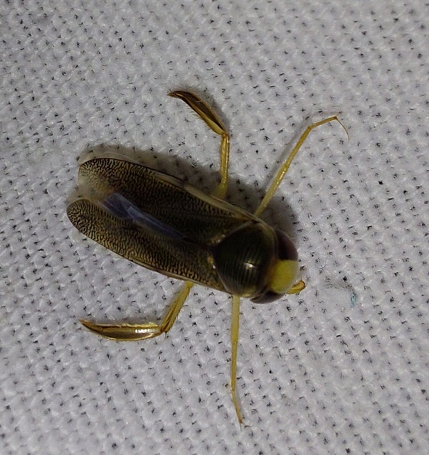 Corixidae - búvárpoloskák Corixidae - búvárpoloskák