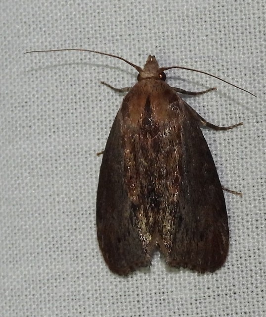 Galleria mellonella - nagy viaszmoly