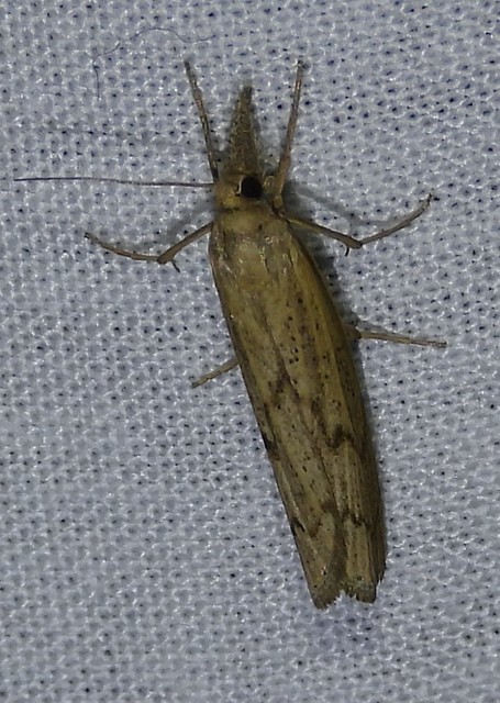 Pediasia contaminella - mocskos fűgyökérmoly
