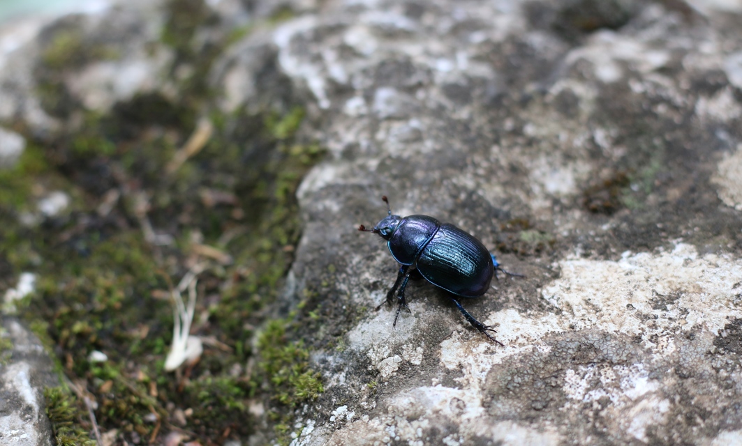 Anoplotrupes stercorosus - erdei álganéjtúró