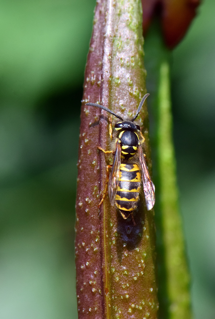 Vespula vulgaris - kecskedarázs