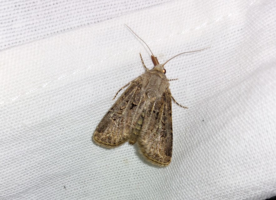 Agrotis bigramma - kétjegyű földibagoly