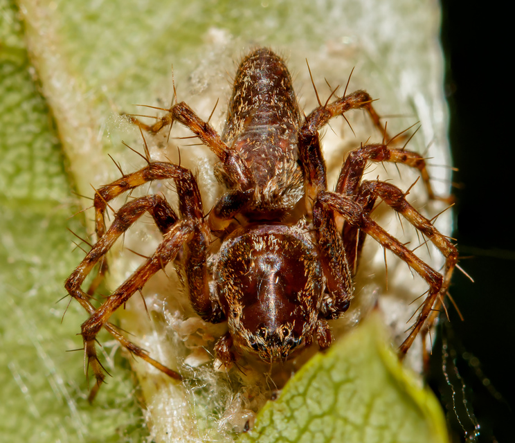 Oxyopes ramosus