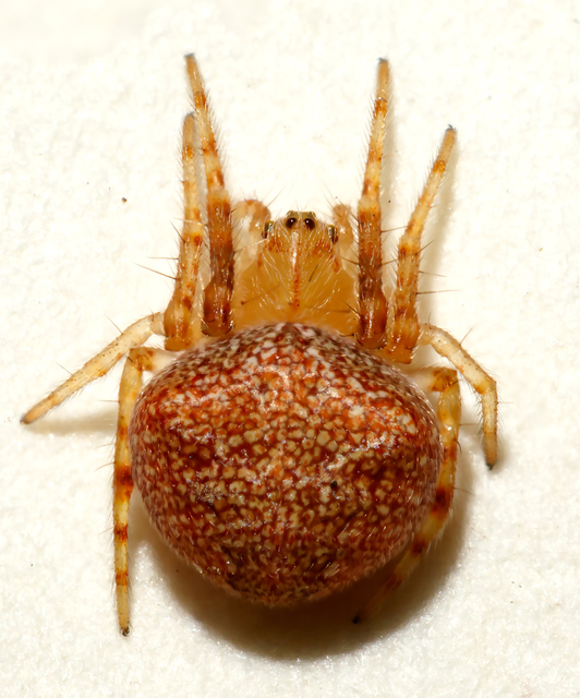 Araneus triguttatus/sturmi