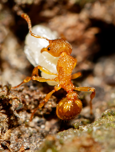 Myrmica sabuleti - gyakori bütyköshangya