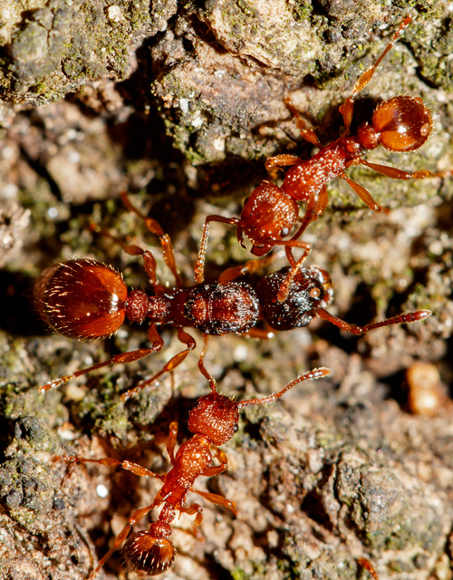Myrmica sabuleti - gyakori bütyköshangya