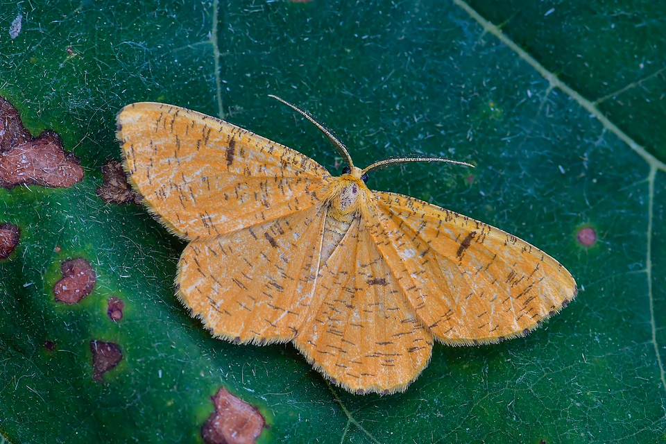 Angerona prunaria - sárga kökényaraszoló