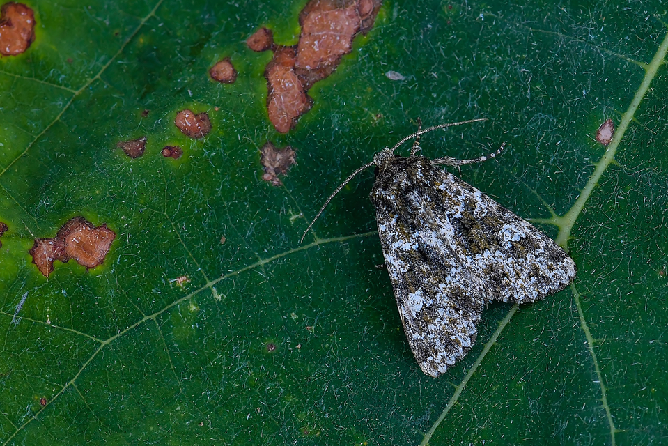 Polymixis polymita - kankalin-tarkabagoly