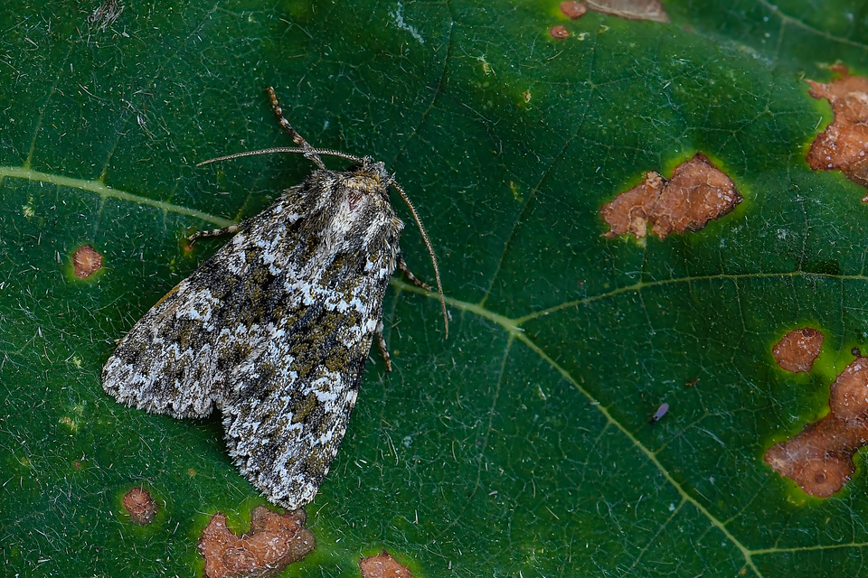 Polymixis polymita - kankalin-tarkabagoly