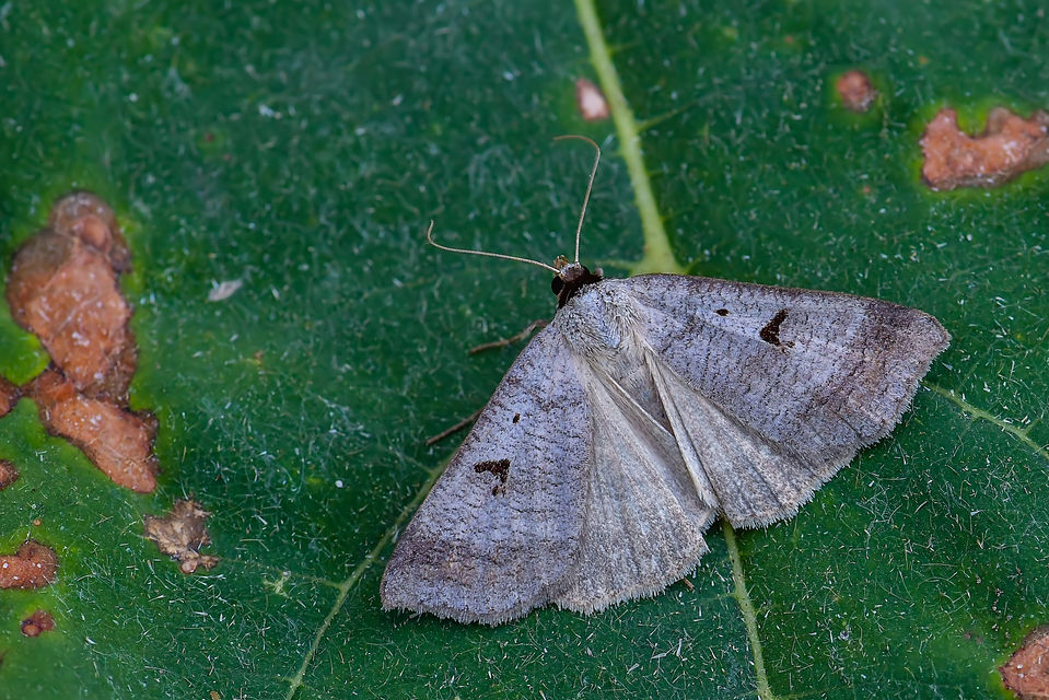 Lygephila pastinum - közönséges csüdfűbagoly