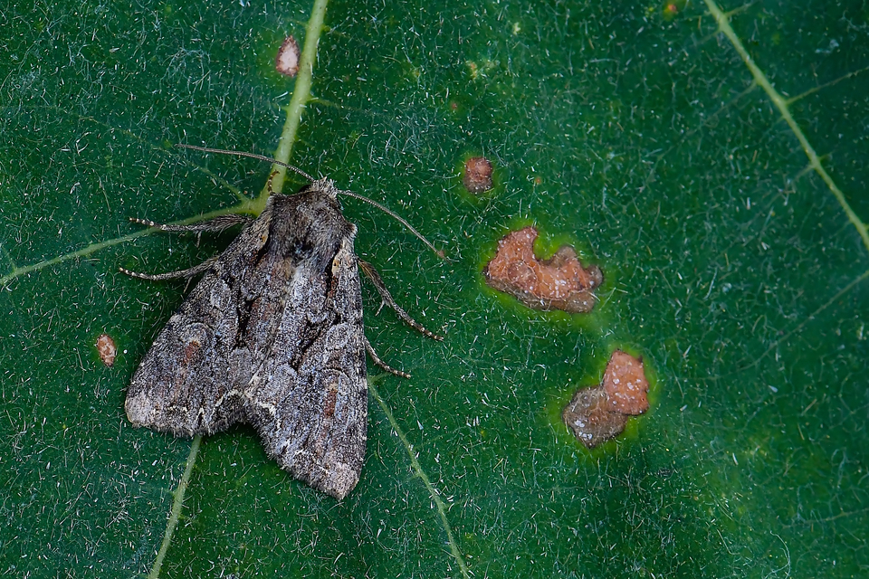 Lacanobia thalassina - borbolya-kertibagoly