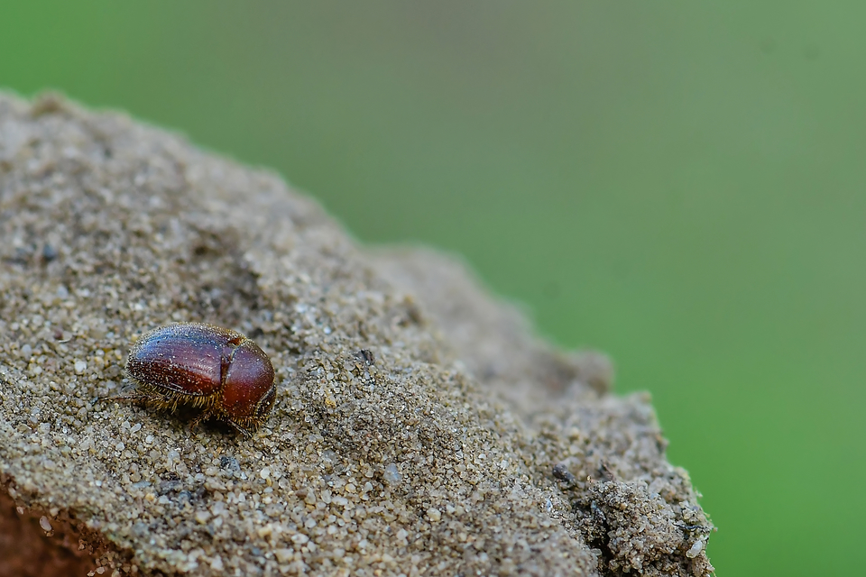 Ochodaeus chrysomeloides - alkonyati homoktúróbogár Ochodaeus chrysomeloides - alkonyati homoktúróbogár