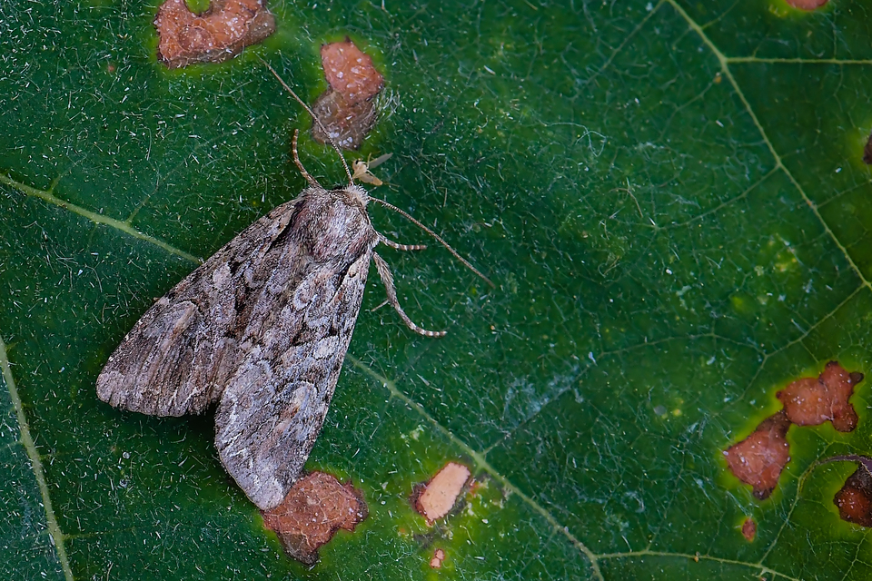 Lacanobia thalassina - borbolya-kertibagoly