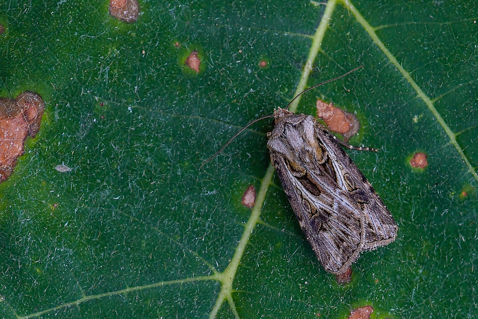 Agrotis vestigialis - őszi földibagoly