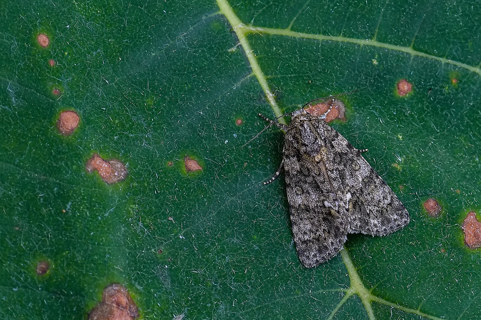 Acronicta rumicis - sóska-szigonyosbagoly