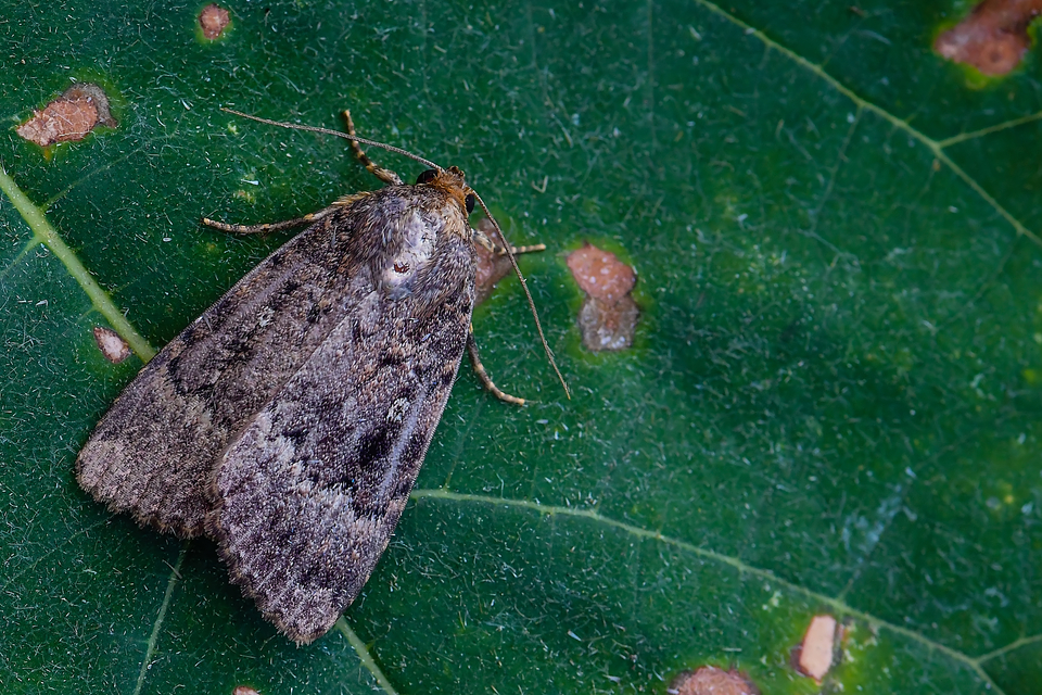 Amphipyra berbera/pyramidea