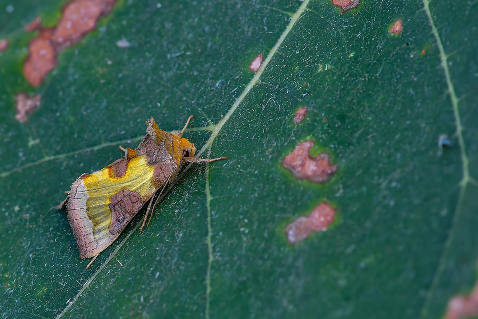 Diachrysia stenochrysis - rejtőző aranybagoly