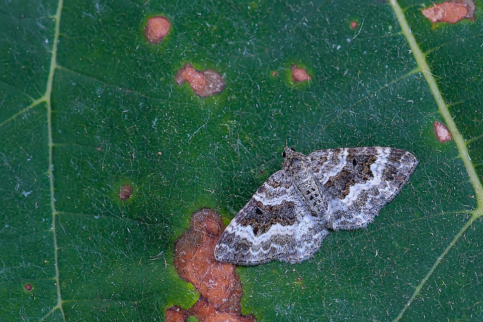 Epirrhoe alternata - galaj-tarkaaraszoló