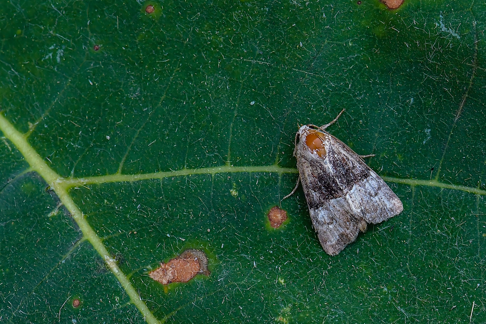 Mesoligia furuncula - kétszínű dudvabagoly