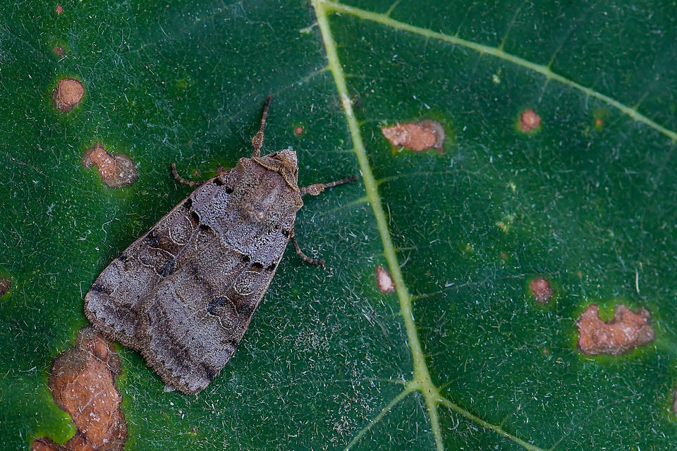 Eugnorisma depuncta - őszi fűbagoly