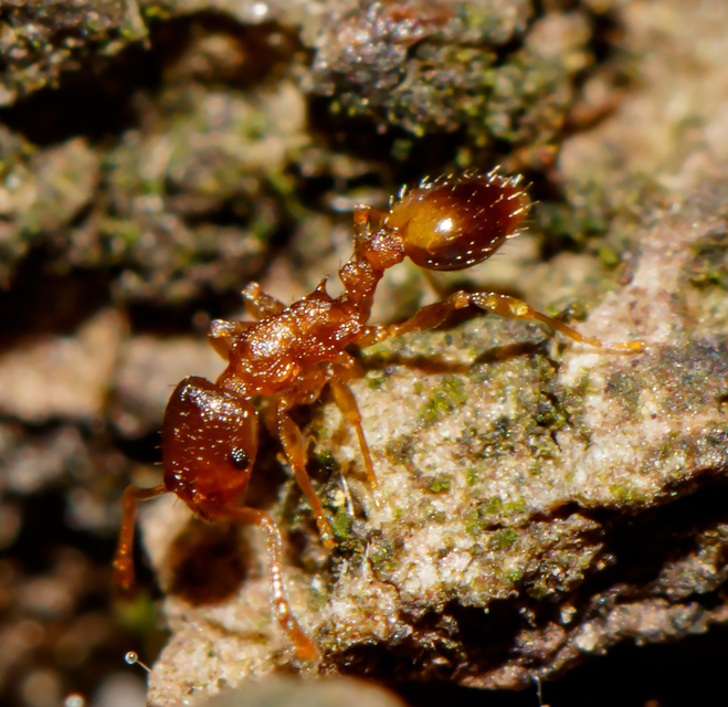 Temnothorax sordidulus - füstös kéreghangya