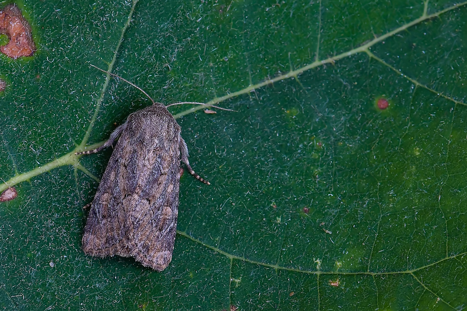 Luperina testacea - barnás szürkebagoly