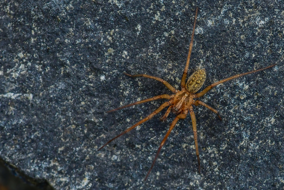 Eratigena agrestis - réti zugpók