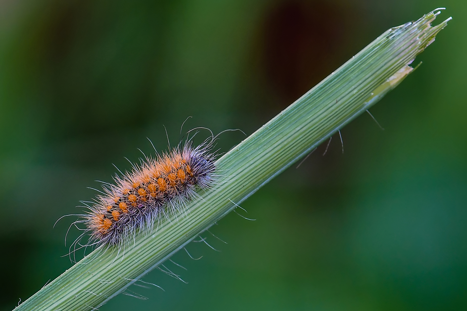 Acronicta auricoma - aranyos szigonyosbagoly