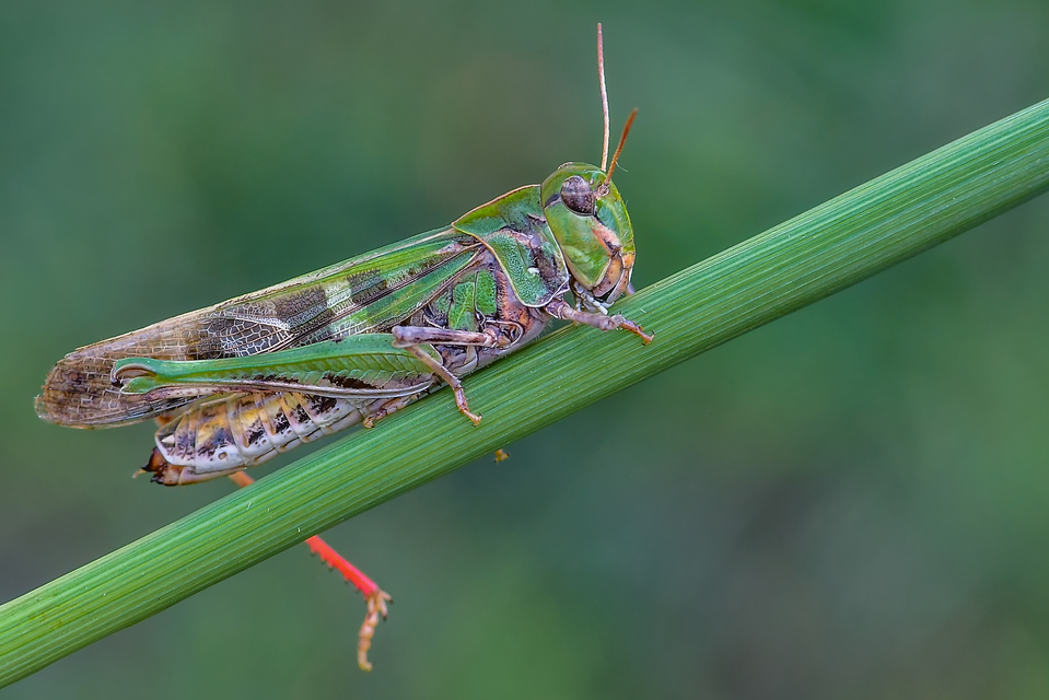 Oedaleus decorus - szalagos sáska