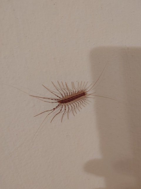 Scutigera coleoptrata - légyölő pókszázlábú