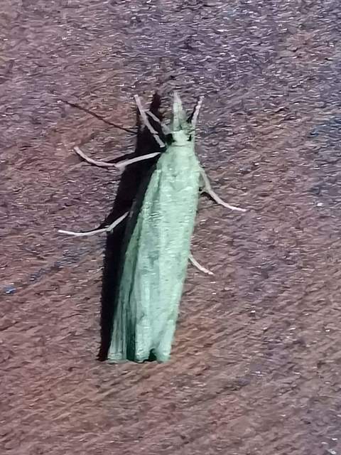 Pediasia contaminella - mocskos fűgyökérmoly