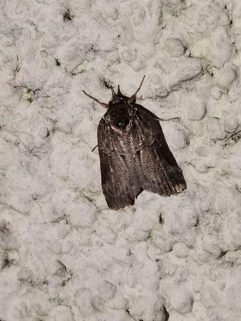 Nycteola siculana - fűz-trapézbagoly