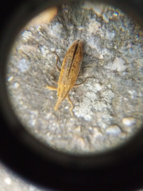 Lixus iridis - bürökfúró dudvabarkó