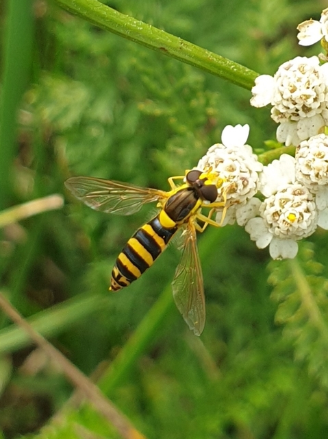Sphaerophoria