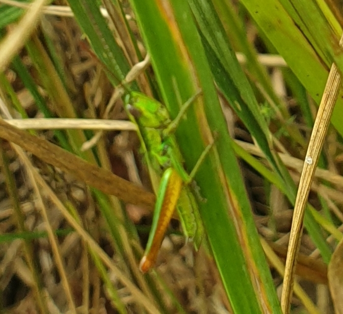 Euthystira brachyptera - smaragdzöld sáska