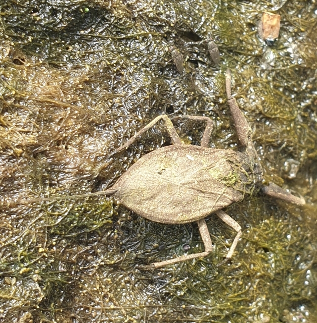 Nepa cinerea - víziskorpió