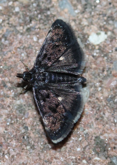 Heliothela wulfeniana - fényes kormosmoly