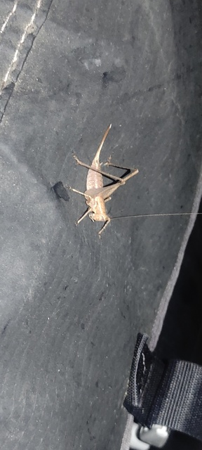 Rhacocleis germanica - német szöcske