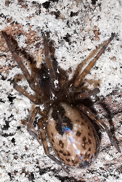 Amaurobius fenestralis - ablakos eretnekpók