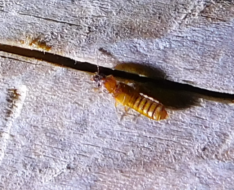 Anotylus Anotylus