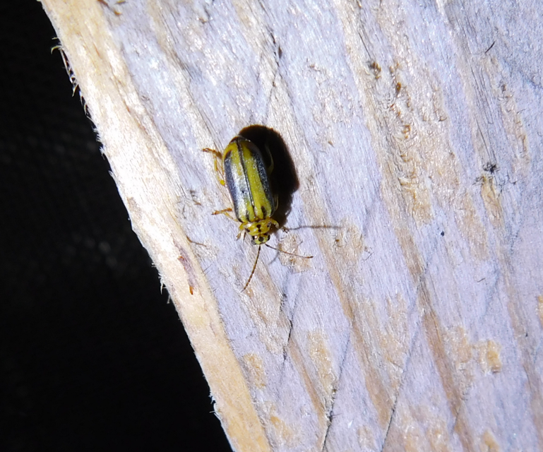Xanthogalerucella luteola - szilfa-olajosbogár